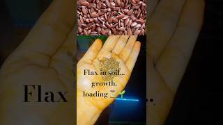 "Sowed flax seeds. Now I wait like a proud plant parent 🪴😌"