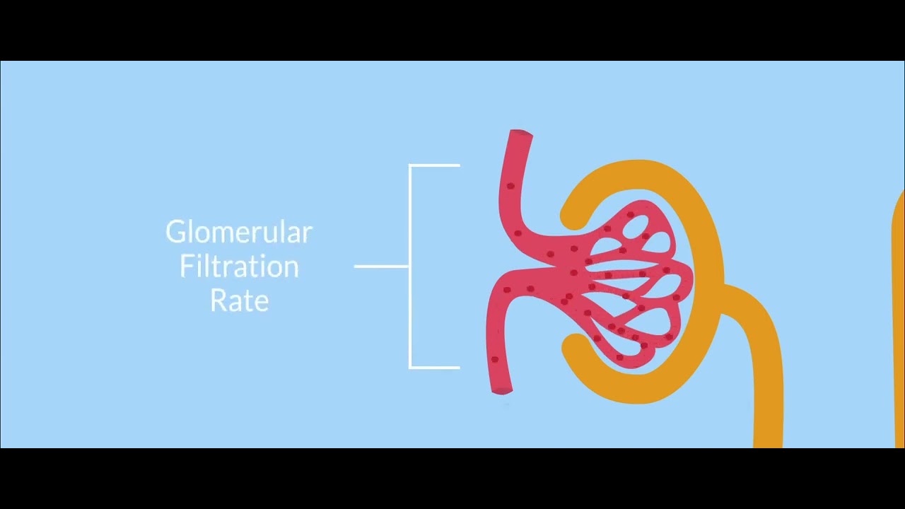 GFR 