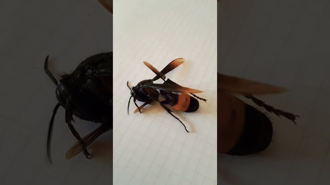 оса монстрррр