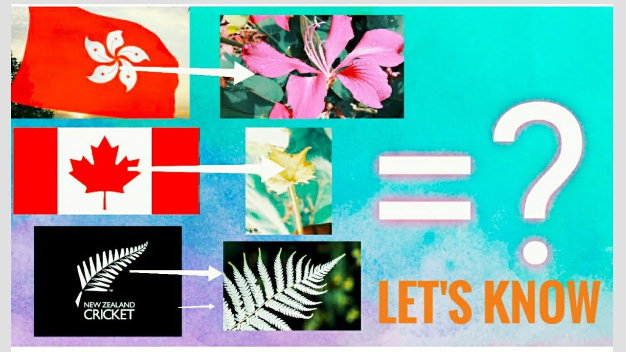 National flag featuring plants/Country Flag with plants on them/Cedrus