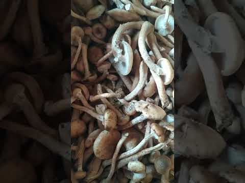 начинается грибной сезон