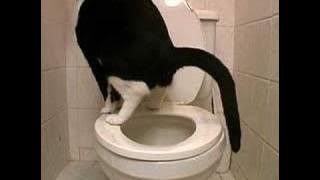Toilet Trained Cat Doing Number 2