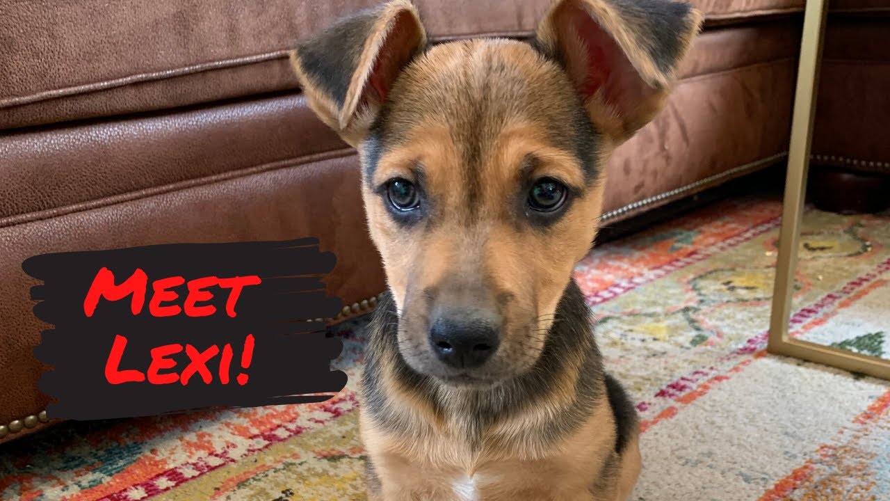 EP 29 - Meet Lexi - Our New Puppy We Adopted from Gunnison Underdog Rescue Rescue
