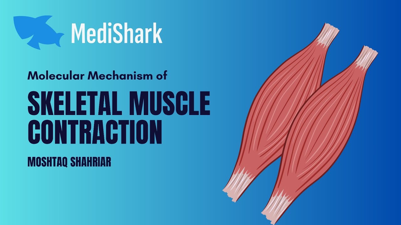 Molecular Mechanism of Skeletal Muscle Contraction | General Physiology ...