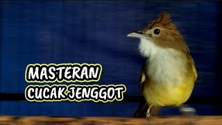 Cucak Jenggot Gacor Fighter mbeset Nyeset EMOSI