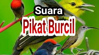 SUARA PIKAT KOMBINASI KUTILANG RIBUT DAN BURCIL..