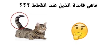 ما هي فائدة الذيل عند القطط ؟؟؟