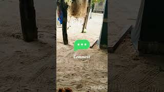 SURPRISING! SOMINIM VIllAGE,PAPUA NEW GUINEA.Peaceful living, Simple Building,with local house setup