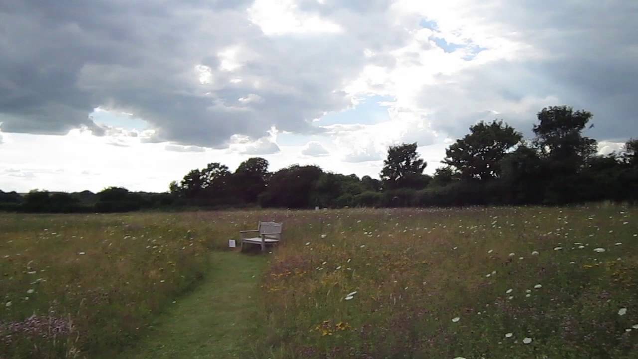 Wild Buzzard release