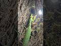 Secret Life of a Praying Mantis | Real POV Footage #viral #wildlife #reels #nature #trending