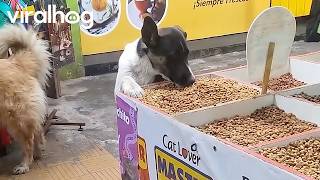 Hungry Stray Dog Finds a Meal at Pet Shop || ViralHog