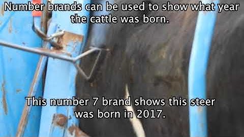 Cattle Identification: Brands and Ear Tags
