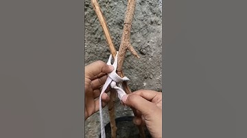 the best block the tree stump #knot #tips#tricks #skills #hacks #viral #short #shortsfeed