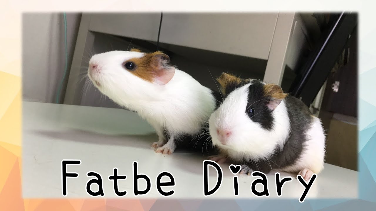 Fatbe Diary 天竺鼠可以吃的十種常見蔬菜 Guinea Pig Like Ten Vegetables 請適量 不要過度飲食 Youtube