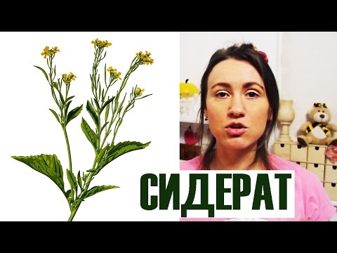 Видео: Как выкапывать сидеральные культуры?