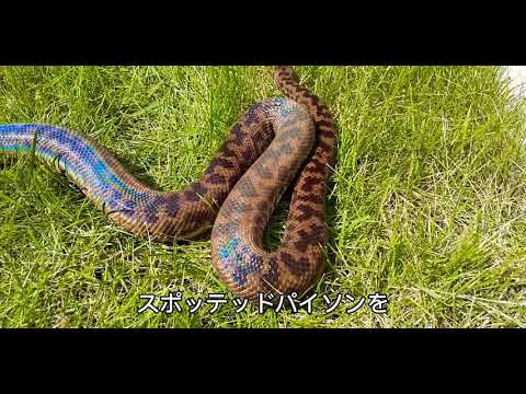 小型のニシキヘビ スポッテッドパイソン(spotted Python)を紹介