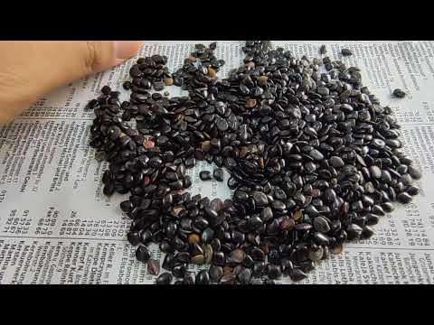 چاسکو کالا دانہ ذائقے میں کڑوا فائدے میں بہت میٹھا