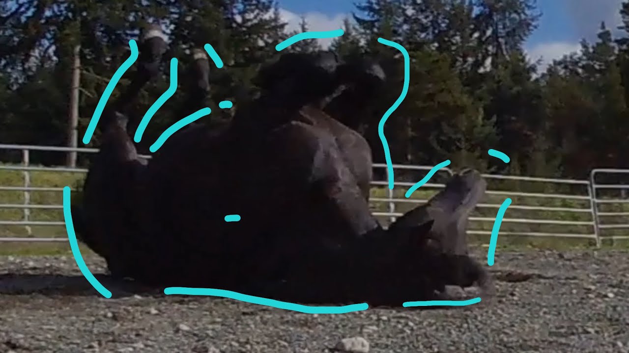 Horse laying down and rolling