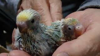 高級セキセイインコ② パステルレインボー - YouTube