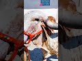brazil color gir cow with calf speed to run | village  to run in back home cow#short#viral#cow#trend