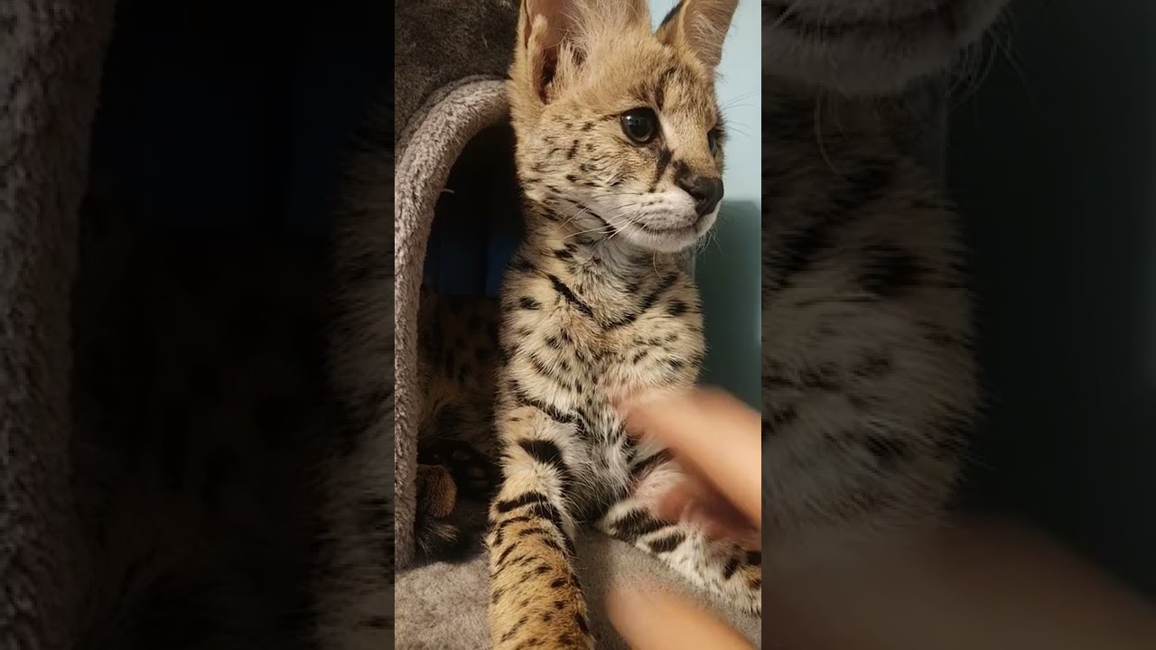 The Cutest Exotic African Serval