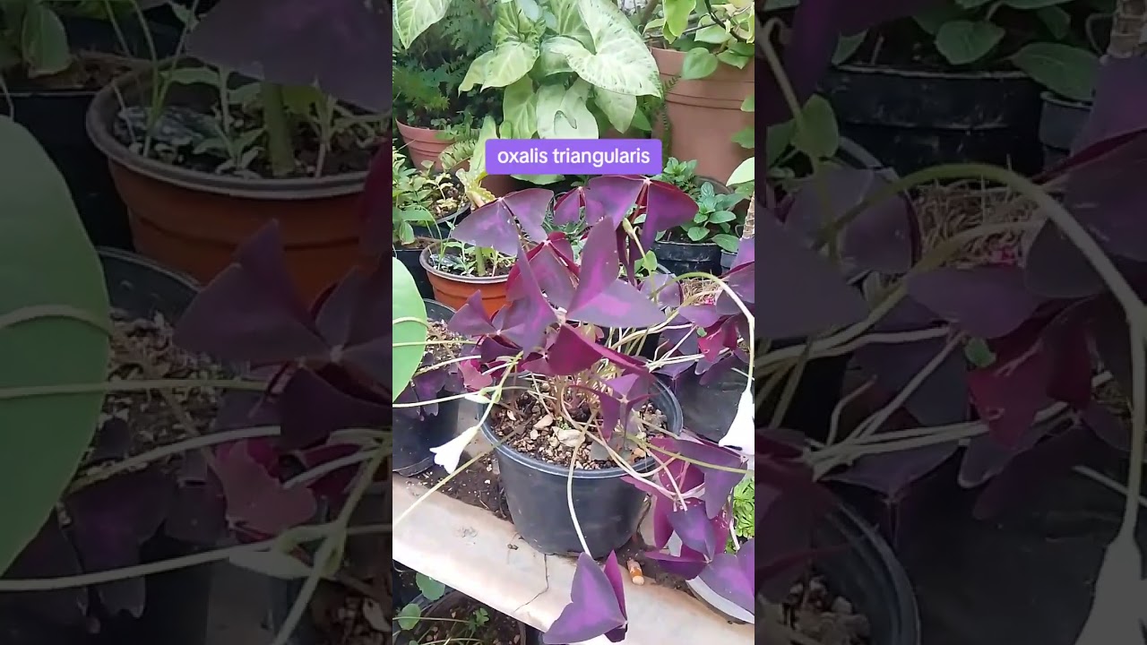 oxalis triangularis o trébol morado. #plantas #trebol #flor #jardin #mariposa