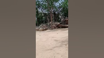 शानदार इच्छाधारी नाग ! Nagin #shorts #ichchadharinag #ichchadharinagin #snake #nagin6 #naag