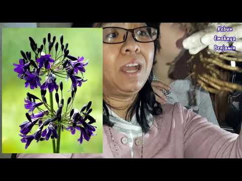 Video: Bunga Agapanthus: Tips Menanam Tanaman Agapanthus