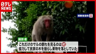 約１０匹 “野生のサル” 群れが民家で大暴れ…威嚇する様子も　広島・廿日市（2021年5月12日放送「news every.」より）