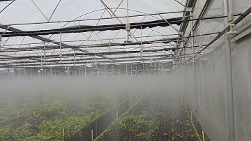 Netafim Fogger System