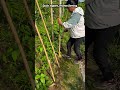 Fast Bamboo Support Tool for Farming#farming #agriculture