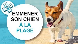 [Tuto véto] Recommandations pour emmener son chien à la plage - Conseils vétérinaires by Catedog - Conseils Vétérinaires Illustrés 4,261 views 6 years ago 2 minutes, 9 seconds