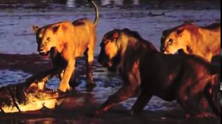 戦い 3 雌ライオン そして ワニ