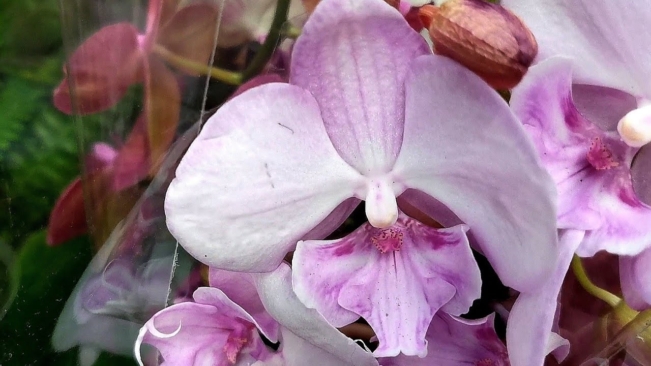 Орхидеи с названиями в свежем завозе и на витрине Оби г. Омск. - YouTube