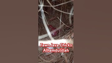 Fawn java chicks | Shorts | Short Videos #shorts