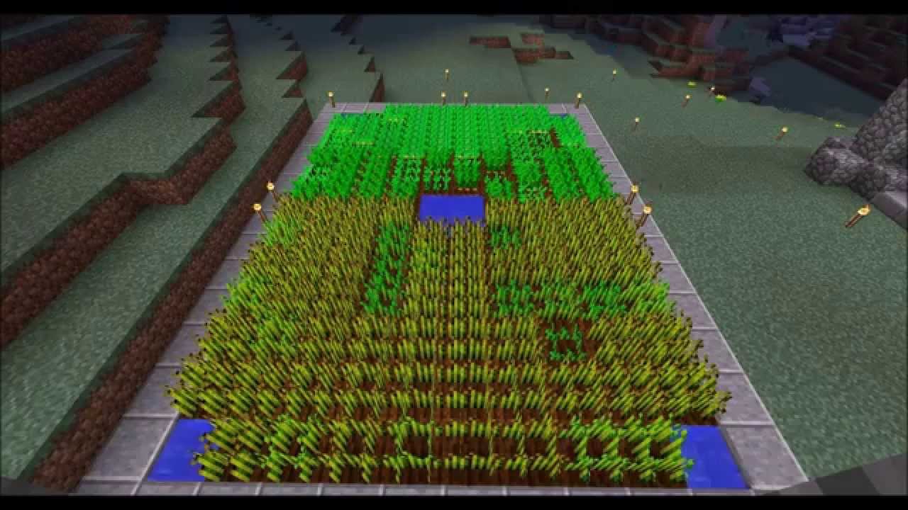 Why are my carrots not growing Minecraft? Rankiing Wiki Facts