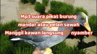 mp3 pikat suara burung sawah suara pikat mandar atau pelan manggil kawan