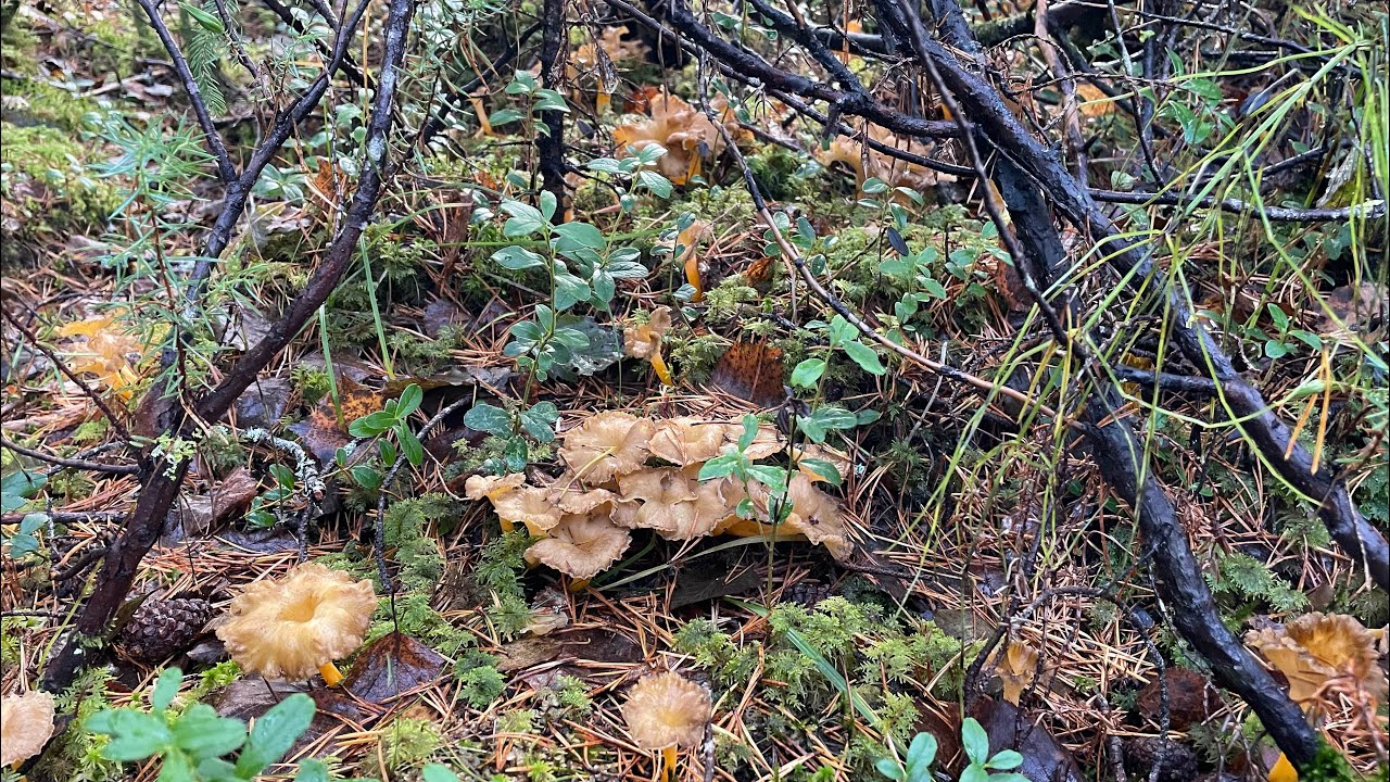 อุณภูมิเริ่มต่ำลง เห็ดเริ่มเป็นน้ำแข็ง เห็ดแตรขาสีส้ม🇸🇪