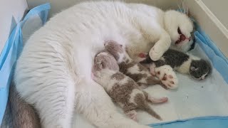 British Shorthair Kittens | 3 Days Old by SnowCastle Cats 531 views 2 months ago 41 seconds