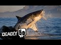 Great White Shark Attacks Decoy Seal | Deadly 60 | BBC Earth Kids