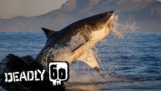 Great White Shark Attacks Decoy Seal | Deadly 60 | BBC Earth Kids