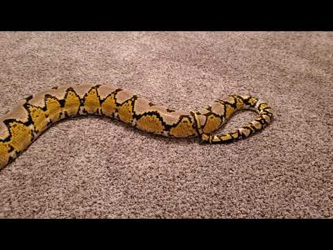 Adult female platinum het purple albino reticulated python