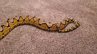 Adult female platinum het purple albino reticulated python
