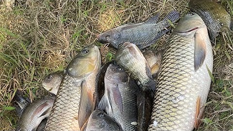 Câu Cá Tại Đầm Bán Tự Nhiên Bỏ Hoang - Bất Ngờ Với Nhiều Ẩn Số, Lượng Cá Sót Khổng Lồ