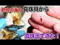 都会の海の真珠貝から真珠出てきた！