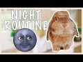 Bunny Night Routine