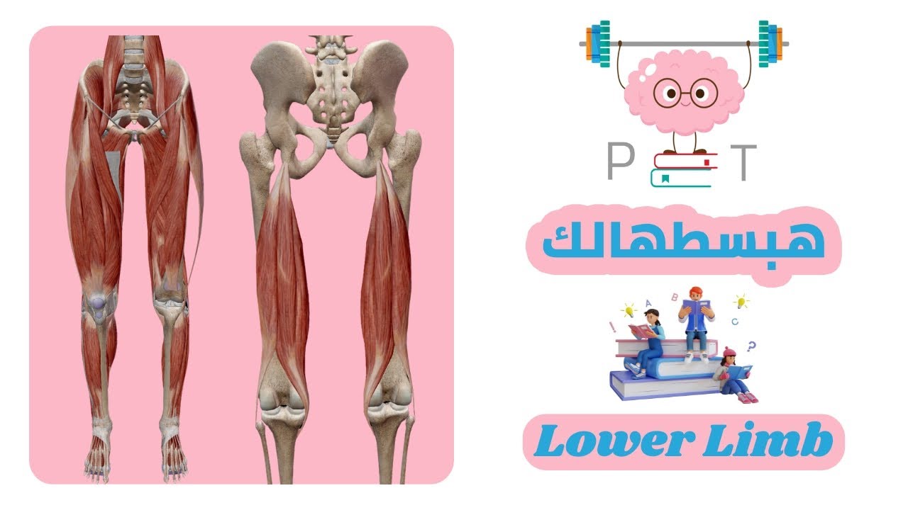 Psoas Major muscle #lower_limb_هبسطهالك