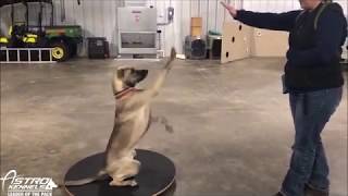 Trick Training & Canine Conditioning with Rabbit