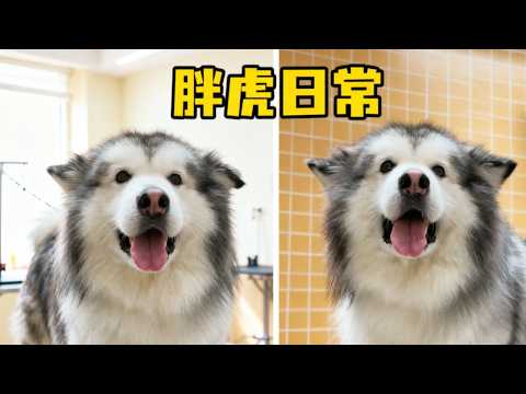 胖虎日常，最近胖虎在街上遇到了好多粉丝宝宝#宠物 #狗狗 #dog