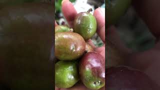 Senegwelas -LIKE & SUBSCRIBE#short #shorts #youtubeshorts #viral #trending #satisfying #fruit